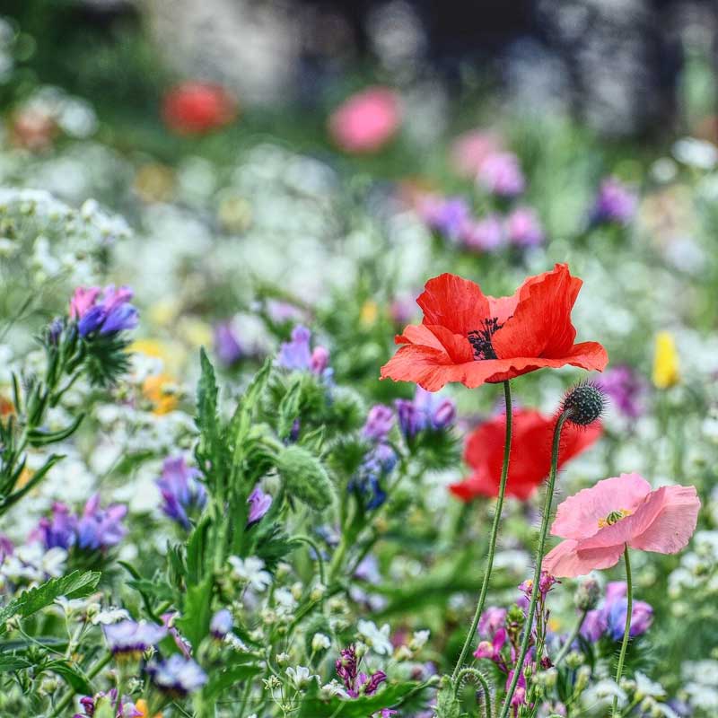 Biodiversiteit