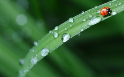 Het Belang van Water Opvangen in je Tuin