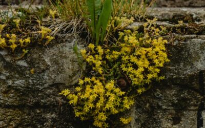 Wat is het voordeel van inheemse planten en bomen?